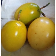 BUAH MARKISA  BUAH MARKISA SEGER BUAH MARKISA KUNING BUAH MARKISA MADU  BUAH MARKISA 1 KG BUAH MARKI