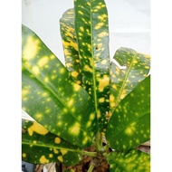 [LIVE PLANT] Anak Pokok Puding Croton Daun Bintik Kuning
