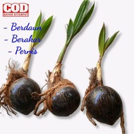 Bonsai Kelapa Gading/Bahan Bonsai Kelapa Gading Murah