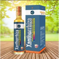 Xanthorrhiza immune booster