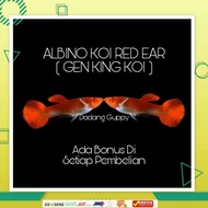 Promo Ikan Hias Guppy Albino Koi Red Ear Gen King Koi Best Seller