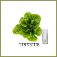 ▪ ✓ ◫ Rijk Zwaan Lettuce Pelletized 100 Seeds | Nutrihydro