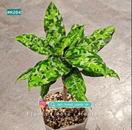 [開花植物] 迷彩粗肋草 | 紅水晶花燭hybrid | 焦糖大理石蔓綠絨 | 圓葉刺軸櫚 | 黑葉魔芋 |黑鳳凰花燭 | 綠鵝絨海芋 | 銅鑼燒花燭 | 閃電紋水晶花燭