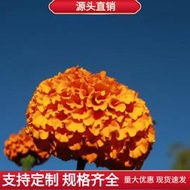 現貨 批發批發萬壽菊花卉種子 種籽 園林綠化工程花海花種子 種籽 家庭園藝菊花種籽lzh