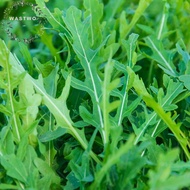 ARUGULA SEEDS (20 Seeds) - Rocket Arugula Vegetable Herb Seeds