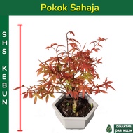 枫叶 Japanese Maple Tree Maple Bonsai Japanese Red Maple 红枫树 Red Maple Leaf Acer Palmatum Pokok Maple 