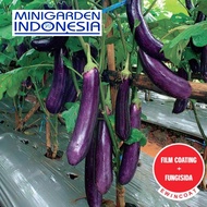 50 Benih Terong Ungu Laguna F1 bibit tanaman sayur sayuran terung