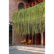 LFT-POKOK LANDSCAPE / POKOK BERJUNTAI / LEE KUAN YEW / VERNONIA ELLIPTICA / CURTAIN CREEPER / POKOK 