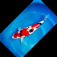 IKAN KOI IMPORT OSAKA SHOWA SIZE 60CM