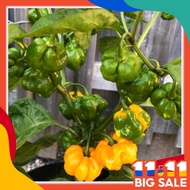 10pcs seeds Orange habanero super hot pepper