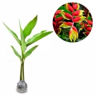 Banana tree / Balinese banana ornamental plant / banana banana / Balinese banana tree / Balinese ban