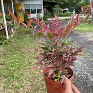 H2O - Nandina 南天竹 (Live Plant)