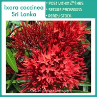 PBN - Ixora coccinea Sri Lanka - Pokok bunga nursery outdoor tahan panas red flower merah garden pla