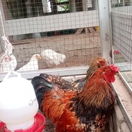 ayam brahma gold laced jago