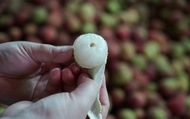 【高雄大樹 外銷日本規格 玉荷包 10斤裝】果大籽小甜度高 來自荔枝的一級產區