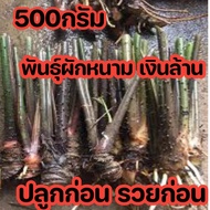 พันธุ์ผักหนาม เงินล้าน ปลูกก่อนรวยก่อน พืชเศรษฐกิจ 500กรัม