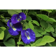 Anak pokok bunga telang ramuan nasi kerabu / Butterfly Pea / 蓝花 [Real Plant/Live Plant/Bunga Hidup] (CLITORIA TERNATEA)