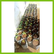 ◵ ➤ ❡ Laurel Bayleaf Seeds for Planting high germination Rate
