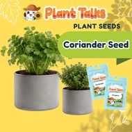 Plant Talks Coriander Seed Chinese Parsley Seeds Organic Edible
