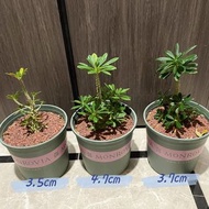 SG2201-精品巨琉桑母本株🔥多肉植物小盆栽禮物🔥