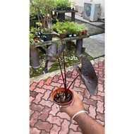Alocasia (Small plant)