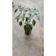 Anak Pokok Cili Padi /Cili Besar
