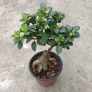 [Plantopia] Bonsai Ficus Ginseng ( Small ) 盆景人参榕 / Pokok Bonsai Hidup