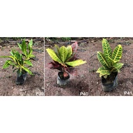 Codiaeum variegatum puding puling Croton 变叶木 LIVE PLANT OUTDOOR