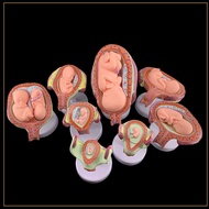 LY 8 X Fetal Model Anatomical Human Fetal Development Model Foetus Pregnancy An Embr