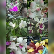 Tanaman Hias Anggrek Dendrobium - Bunga Anggrek - Angrek Dendrobium