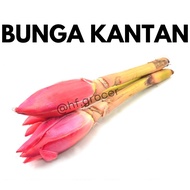 Bunga Kantan | Fresh Torch Ginger Flower