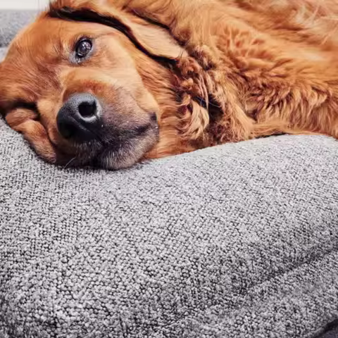 Pet bed cover Pet bed cover Pet bed cover