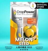 (500 SEEDS) Biji Benih Golden Melon Golden Sweet Sea 金海密 ML1388 CROP POWER F1 HYBRID  Melon Seed  蜜瓜