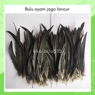 Rooster Feather - Original Male Feather, Smooth, Colorful, Long - Material Accessories, Headdress Headbands, Crowns, INDIAN Dance, Traditional DAYAK, Handicrafts, Gradient Chicken Feathers, BANGKOK JAGO, Pay At KEDIRI, SURABAYA, East Java, JATIM