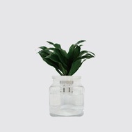 │ 玻璃系列 │阿波羅 - 吸附灰塵 魚水共生 水耕植物 室內盆栽