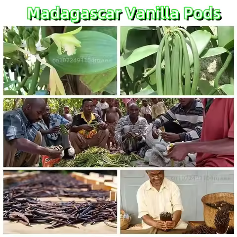 Grade AAAAA(14-15cm) Natural Essence Madagascar Vanilla Beans Intense Aroma for Vanilla Extract Home