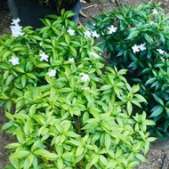 Pokok bunga hiasan pelbagai POKOK JELITI/NELUR/lidah buaya dan lain2