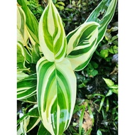 ☸✳Calathea Arrowhead (Live Plants)