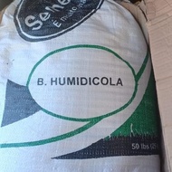 Green grass seeds, grass seeds, 4kg