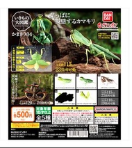 Bandai 生物大圖鑑 扭蛋 仿樹葉螳螂（全5種）全長約115mm  23箇所可動