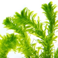 Egeria densa Aqua Plant