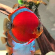 Packing Styrofoam 2 inch San bluerim discus fish