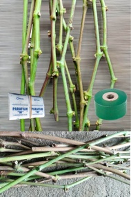 PAKET ENTRES ANGGUR IMPORT 10 VARIAN DAN RS SO4
