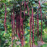 TomorrowSeeds - Red Noodle Yard Long Bean Seeds - 30+ Count Packet - NonGMO Chinese Purple String Green Asparagus Beans Cowpea Asian