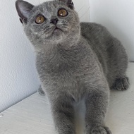 Kucing british shorthair blue