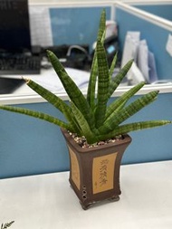 棒葉虎尾蘭連盆