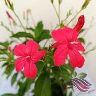 Ruellia Elegans Rosea / Red Ruellia / Ragin Cajun 红花芦莉草 by LS Group