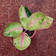 DISKON AGLAONEMA GOLIATH/BIBIT TANAMAN AGLONEMA GOLIAT DISKON