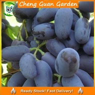 Anak Pokok Anggur Anggur Baikonur Grape Pokok Premium Pokok Stabil