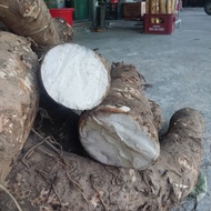 5KG Mountain Mint Root, Ha Giang Old Forest Root